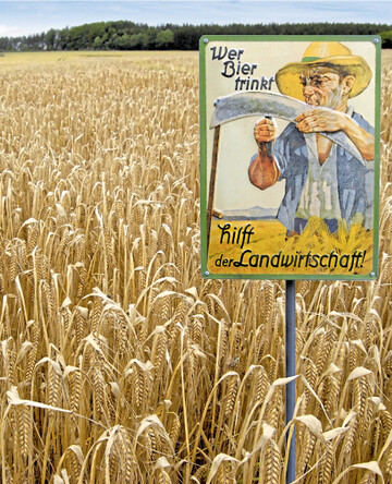 Erste Winterbraugerste bringt im Rheintal Ertr�ge bis zu 8 Tonnen pro Hektar.