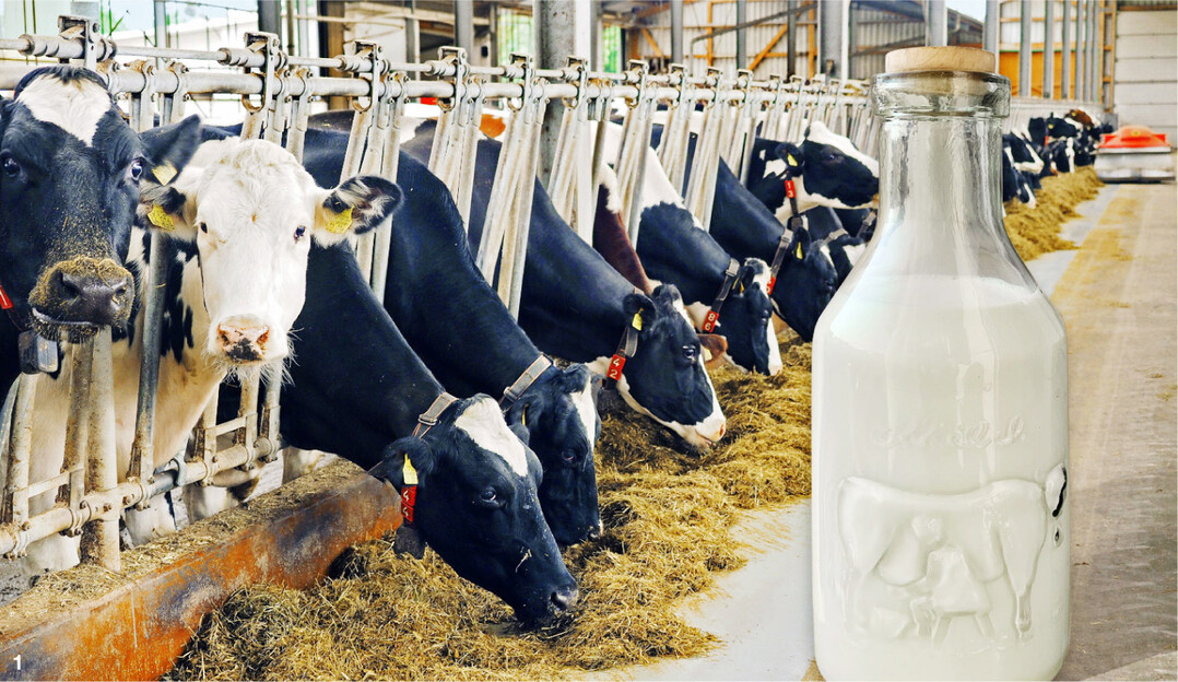 Im Jahr 2020 gingen die Milchpreise in Deutschland das dritte Jahr in Folge zur�ck, bei gleichzeitig steigenden Kosten. Gleichwohl lagen die Molkereien aus Baden-W�rttemberg bei den Auszahlungspreisen bundesweit an der Spitze.