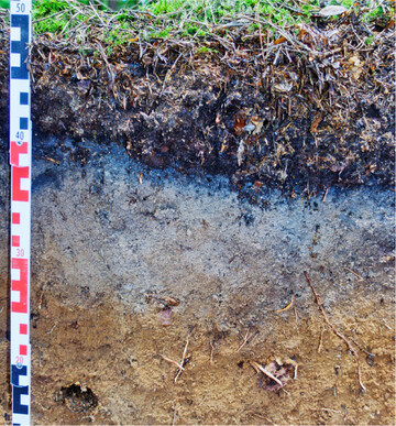 Auf einem Podsol herrschen ungünstige Bedingungen für den Ackerbau.