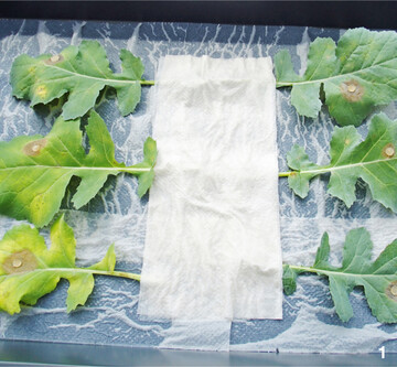Blatttest mit unterschiedlichen Rapssorten und Sclerotinia-Isolaten.
