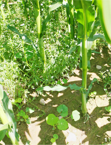 Bei den Untersaaten im Mais lieferte Brunnenkresse gute Ergebnisse, auch wenn sie in diesem Bestand sehr unscheinbar ist.