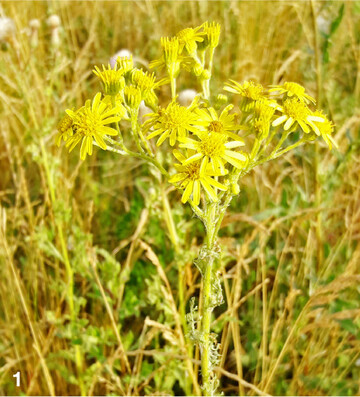 In Wiesen taucht das Jakobs-Kreuzkraut häufig auch als Einzelpflanze auf