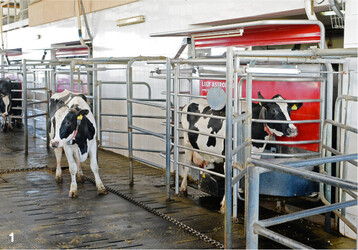 1 Um die Kühe zum Ende der Laktation weniger oft vom Melkroboter melken zu lassen, kann man die Anrechtsfunktionen für den Zutritt in das automatische Melksystem entsprechend einstellen.