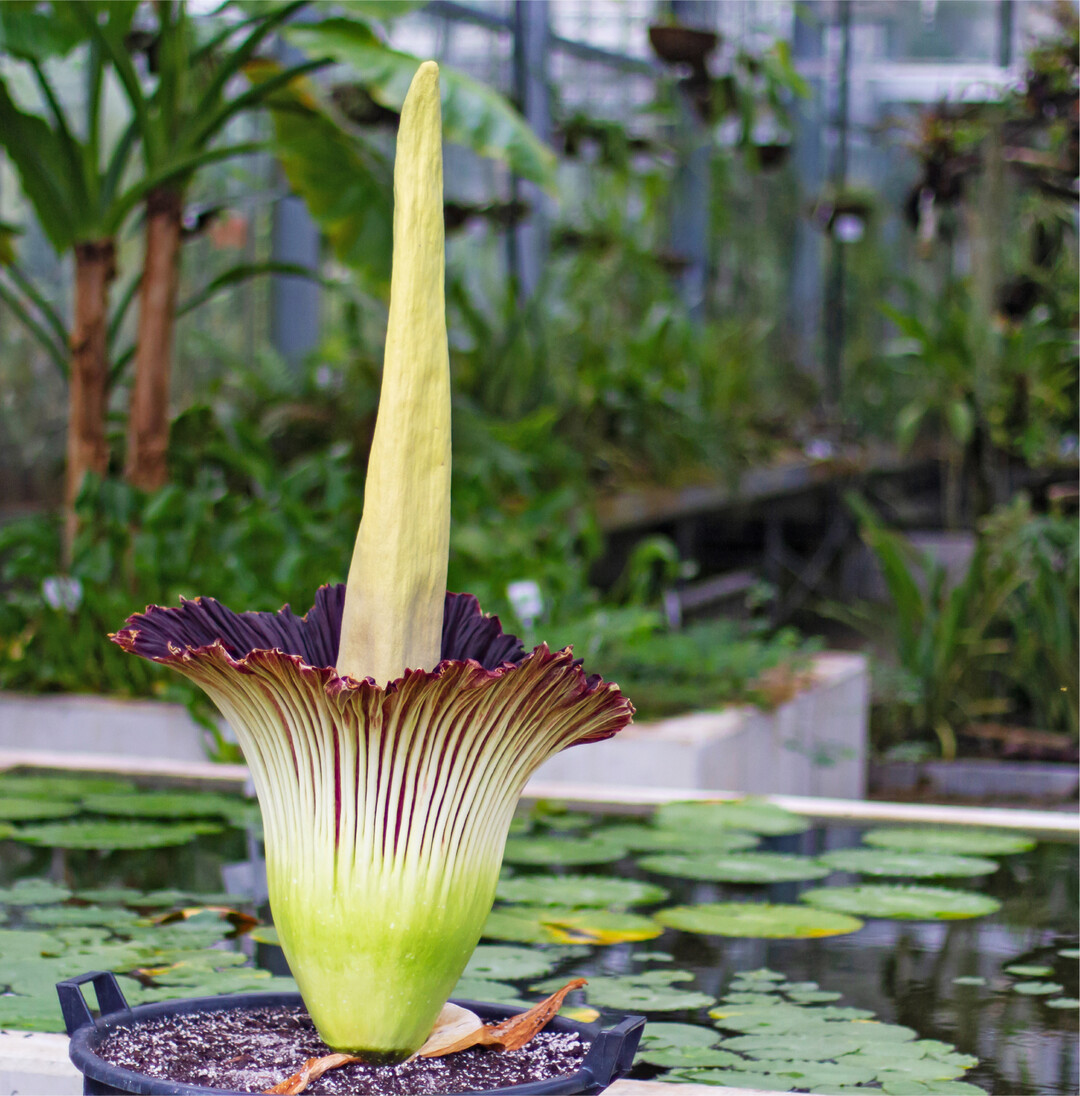 Die Titanenwurz z�hlt zu den au�ergew�hnlichsten Pflanzen der Welt. Die Bl�te �ffnet sich nur alle zwei bis drei Jahre und kann dabei mehrere Meter hoch werden. Au�erdem verbreitet sie dabei ihren ber�hmt-ber�chtigten Geruch nach Aas und Kot, der best�ubende Insekten anlocken soll. In den G�rten der Uni Hohenheim kam es in der vergangenen Woche zum Spektakel: Die Titanenwurz �ffnete zum ersten Mal ihre Bl�te, seit sie als Knolle im Jahr 2019 nach Hohenheim kam. Mehr als tausend Besucher machten der Pflanze ihre Aufwartung. �ber einen Youtube-Livestream verfolgten mehrere Hundert Menschen die Ver�nderung der Pflanze �ber mehrere Tage hinweg. Ihnen blieb allerdings das zweifelhafte Vergn�gen verwehrt, den markanten Duft" der Bl�te zu erleben.