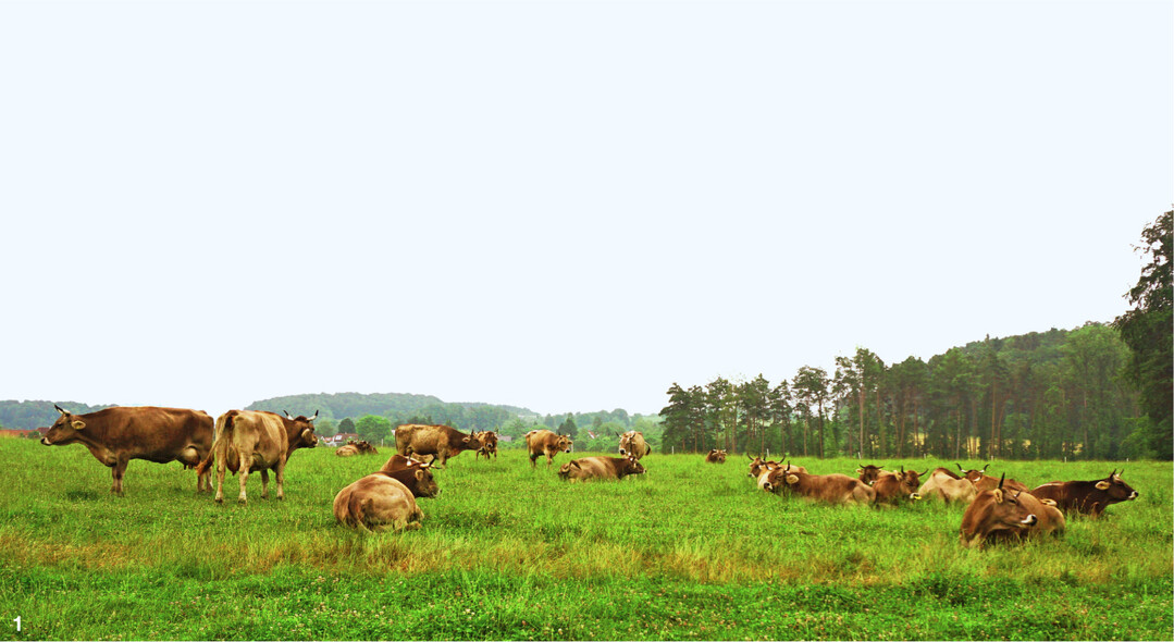 Auf der Weide strukturieren die K�he ihren Tag selbstst�ndig. Nach dem Fressen geht es in die Ruhe- und Wiederkauphase.