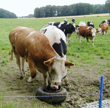 Mit dem Grasaufwuchs auf der Weide und geringen Kraftfuttergaben können Ochsen extensiv gemästet werden.
