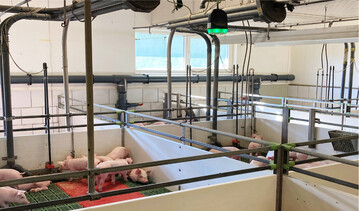 Mit einem neu entwickelten digitalen Frühwarnsystem können Atemwegsprobleme bei Schweinen frühzeitig erkannt werden.