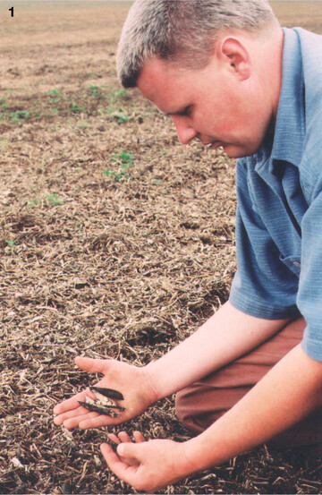 Erbsen müssen schonend geerntet werden, sonst gibt es hohe Verluste.
