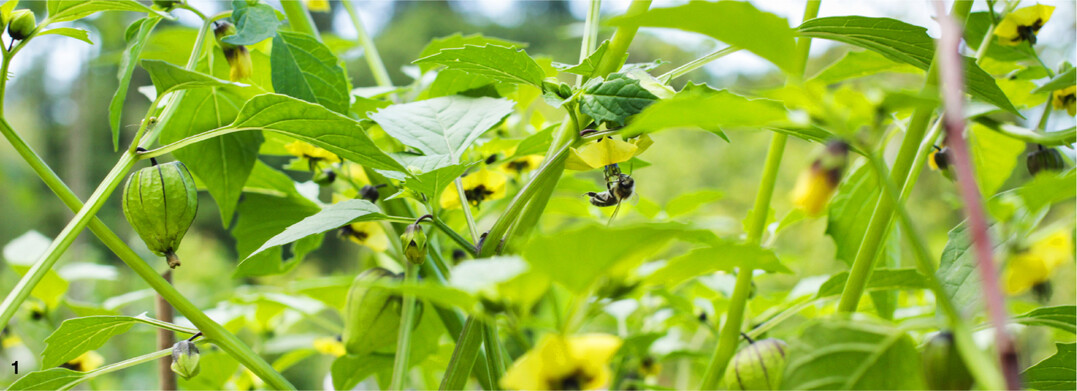 Die Tomatillo-Pflanzen setzen den ganzen Sommer und Herbst �ber Bl�ten und Fr�chte an.