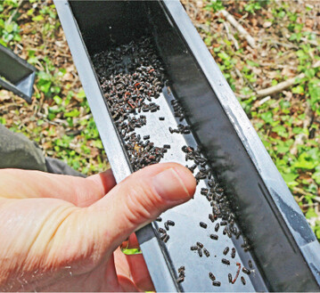 Beim Ausz�hlen der Borkenk�ferfallen wird eine erh�hte Aktivit�t festgestellt.