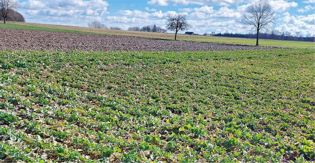 Landessortenversuchsfeld Krauchenwies im M�rz 2023.