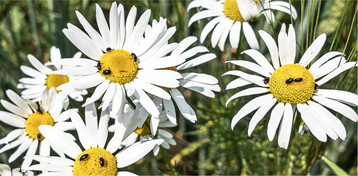 Junge Rapsglanzk�fer sind in den Sommermonaten auf vielen Bl�ten wiederzufinden.