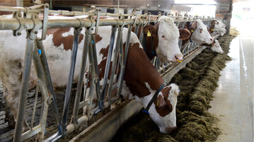 Im Bioland-Milchviehbetrieb Grieshaber & Schmid erkrankten 2019 die ersten K�he an Q-Fieber. Durch eine mehrj�hrige Herdensanierung und eine Impfung gegen die bakterielle Infektion, ist die Herde heute wieder auf einem hohen Leistungsniveau.