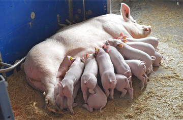 In Bewegungsbuchten haben s�ugende Sauen mehr Platz und sind nicht fixiert. Entsprechend m�tterlich sollten die Tiere gegen�ber ihren Ferkeln sein.