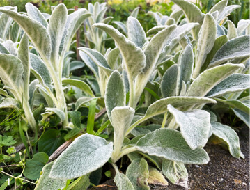 Pflanzen mit silbrigem Laub fangen das Mondlicht ein.