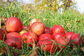 Das Angebot von regionalem Streuobst schwankt, und insgesamt nimmt es ab.