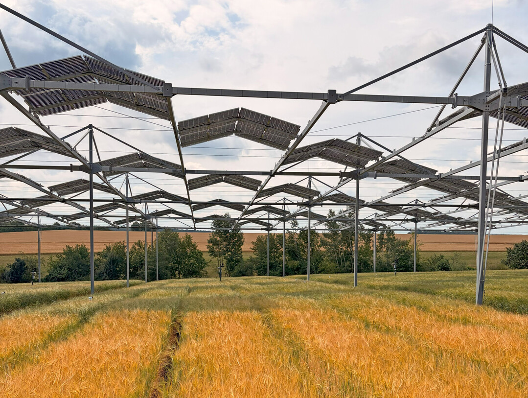 Ackerpflanzen sind anpassungsfähiger als gedacht: Eine Studie der Uni Hohenheim zeigt, dass auch typische Sonnenpflanzen ihre Photosynthese unter Teilbeschattung in Agroforst- und Agri-PV-Systemen anpassen können.