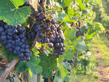 Rote Weintrauben am Stock im September.