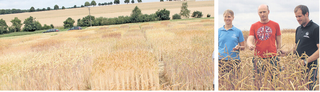 Von �ber 1000 Dinkelsorten werden in diesem Jahr am Ihinger Hof, einer der der Versuchsstationen der Universit�t Hohenheim, und zwei weiteren Standorten 170 Sorten getestet und verglichen, erkl�ren Marianne H�fner, Versuchstechnikerin am Ihinger Hof, Dr. Friedrich Longin, Leiter der Weizenz�chtung an der Landessaatzuchtanstalt, Universit�t Hohenheim, und Markus Pflugfelder, Leiter des Standortes Ihinger Hof (v. l.).
