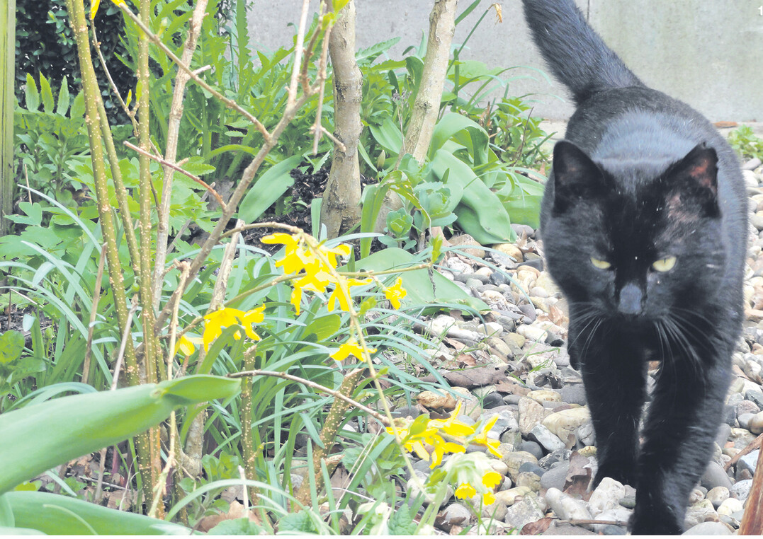 Das Verh�ltnis Gartenbesitzer und Haustier ist nicht immer konfliktfrei.