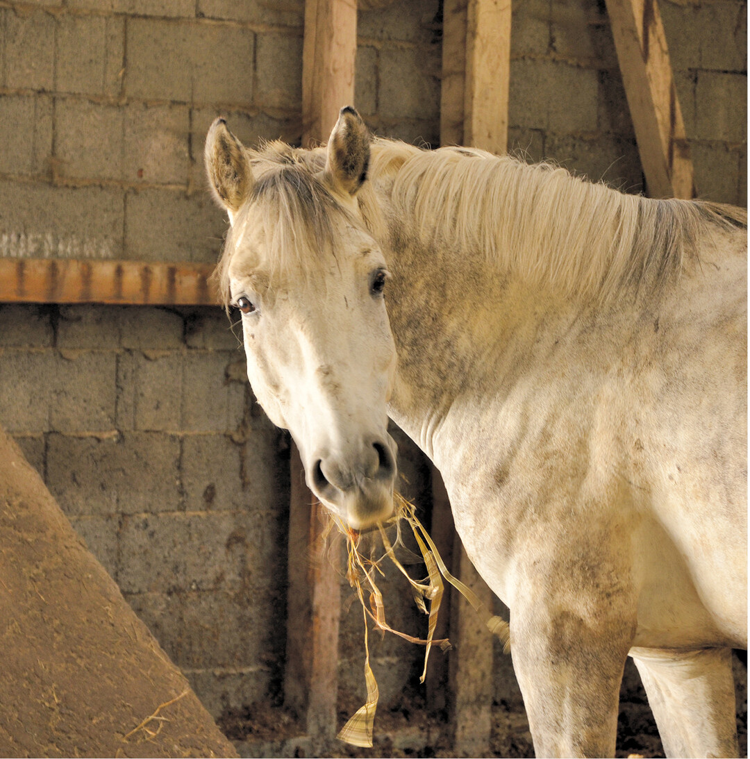 bild der woche Pferde im Dienst der Gesundheit: Sie k�nnen unter anderem bei psychischen Problemen helfen. Lesen Sie auf den folgenden Seiten, wie Reittherapeutin Tipsy Peucker ihren Aktivierungshof in Burladingen gegr�ndet hat und welche Menschen zu ihr auf den Hof kommen. Das Foto zeigt eines ihrer Therapiepferde.