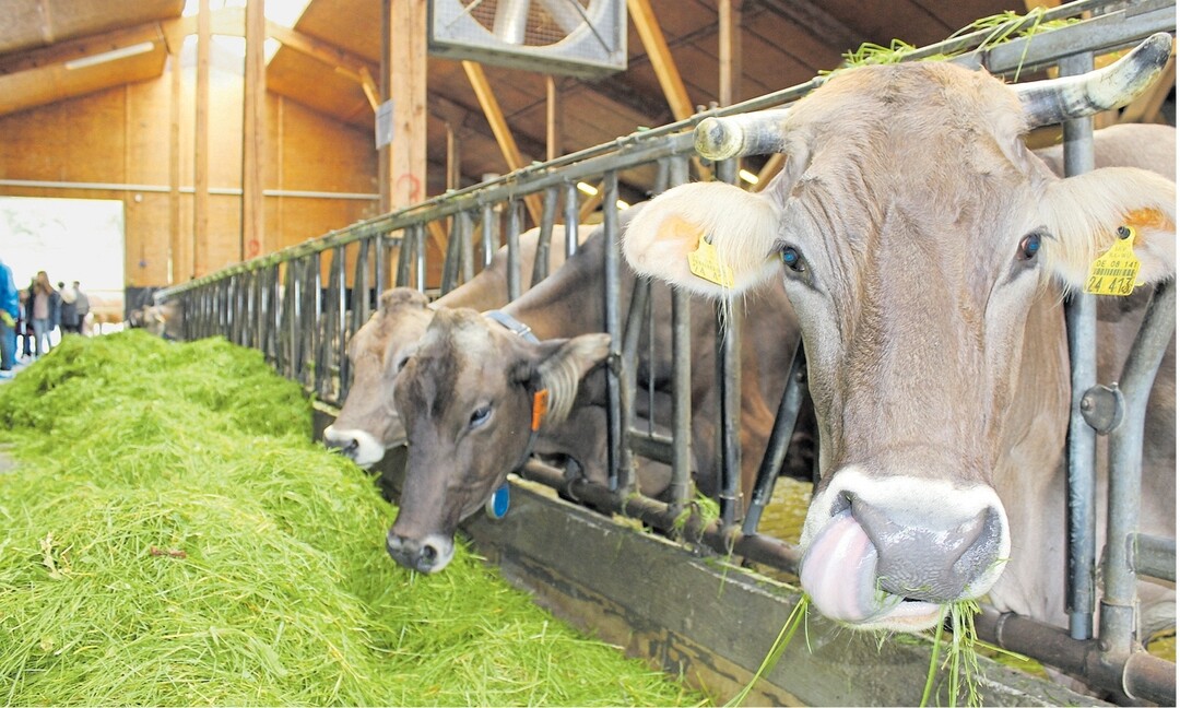 Hochwertiges Futter gibt beste Milch f�r starke Marken: Die Molkereien im Land haben sich 2016 sehr gut geschlagen.