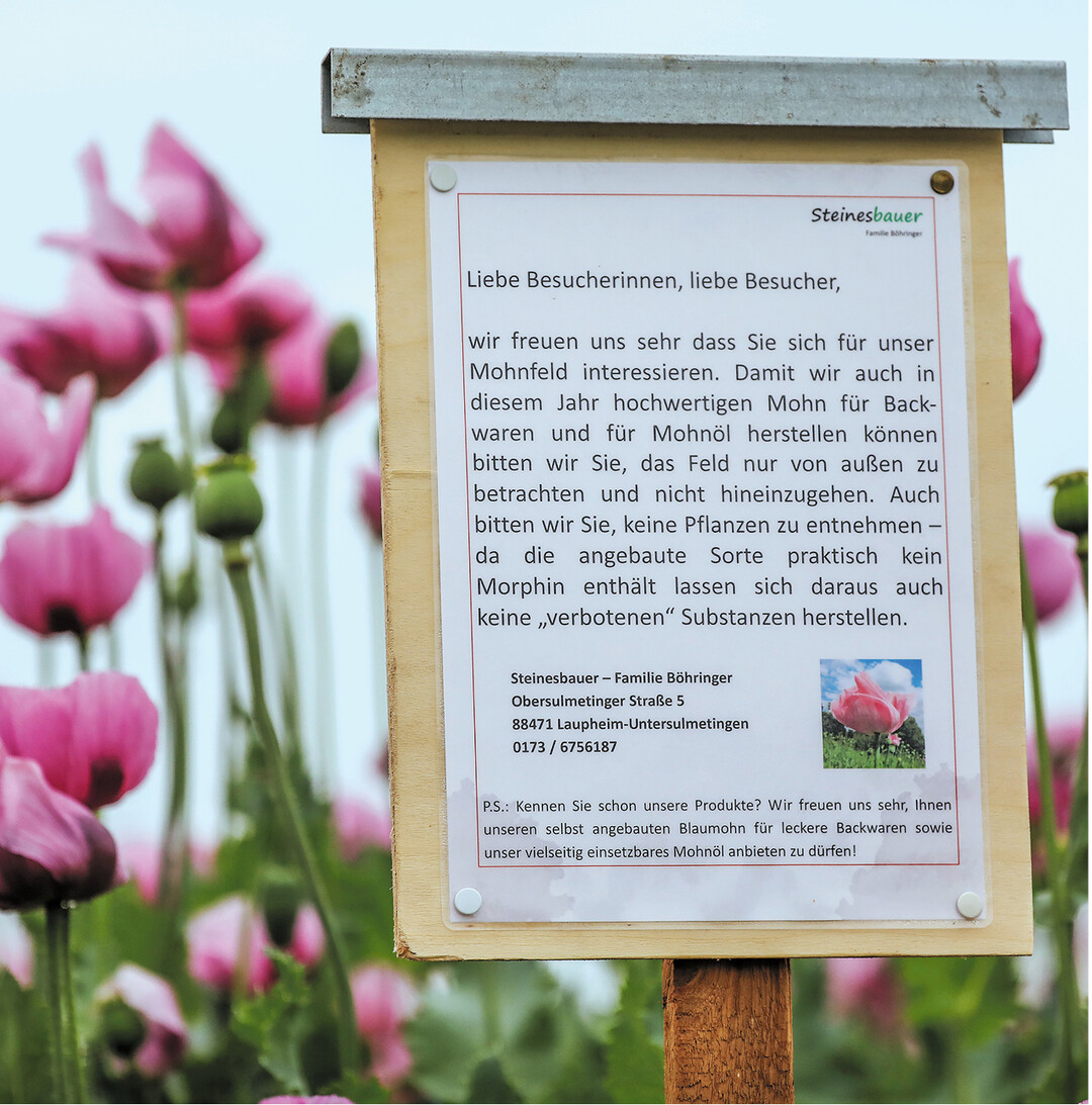 Ein bl�hendes Mohnfeld mit Blaumohn (Papaver somniferum) in Laupheim-Untersulmetingen. Diese Mohnsorte enth�lt fast kein Morphin und eignet sich zum Backen.
