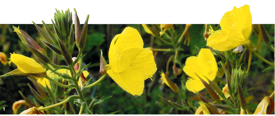 Erst in der Abendd�mmerung �ffnen sich die Bl�ten der Nachtkerze und bl�hen dann eine Nacht lang.