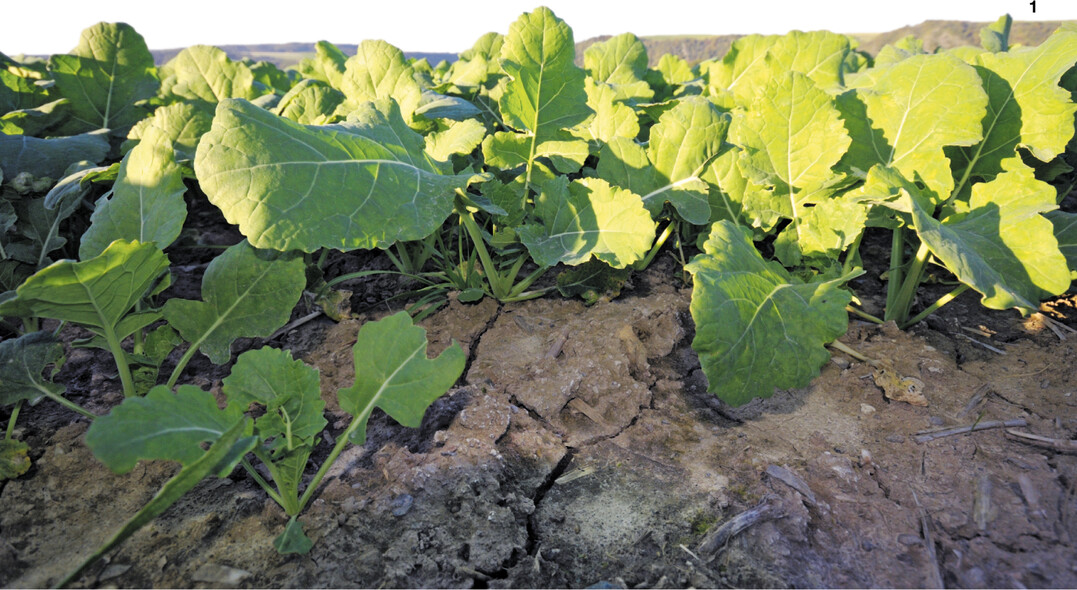 Im Herbst sorgt frischer Phosphor f�r eine z�gige Jugendentwicklung von Winterraps.