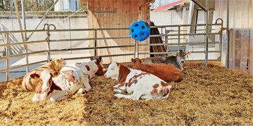 Der Kontakt der K�lber zueinander ist wichtig. Ansonsten entwickeln die Jungtiere Verhaltensst�rungen, die irreversibel sind.