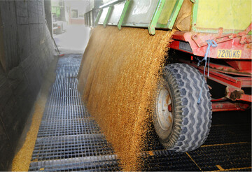 Jetzt kommen bereits alle Kulturen an die Gosse. Eine saubere Qualit�tsanalyse ist in diesem niederschlagsreichen Sommer besonders wichtig.