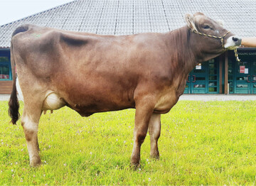 Diese Helau-Tochter aus dem Betrieb Arthur Ulrich war einer der Top-Seller der Auktion. Sie erl�ste 2400 Euro.