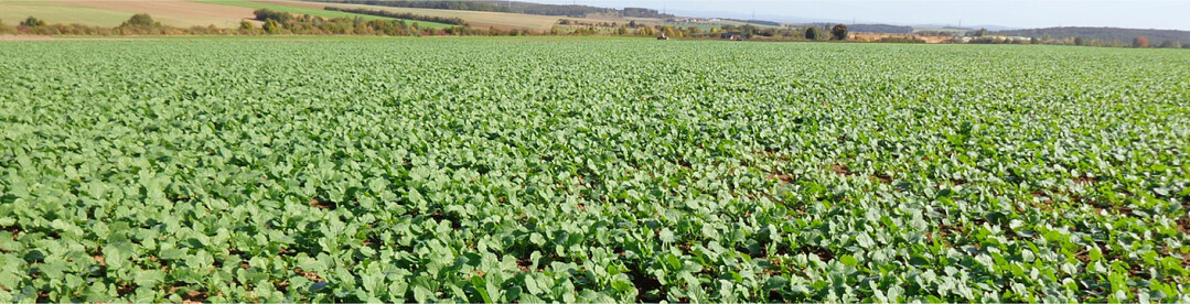 Um gut aus dem Winter zu kommen, braucht Raps bereits fr�h N�hrstoffe.