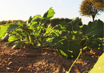Zwei Drittel des Rapsertrages werden durch die Herbstentwicklung bestimmt. Bis zum Winter sollte daher ein m�glichst gesunder und ausreichend kr�ftiger Bestand aufgebaut werden.