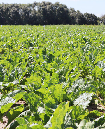Bei zu hohen Temperaturen sollten die R�ben nicht behandelt werden.