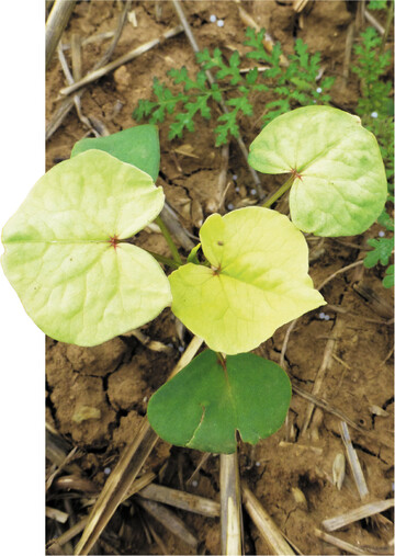 R�ckst�nde mancher Herbizide k�nnen das Wachstum nachfolgender Kulturen beeintr�chtigen.