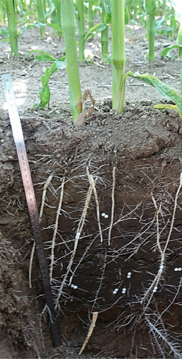 Wurzelentwicklung von Mais im DiControl-Projekt.