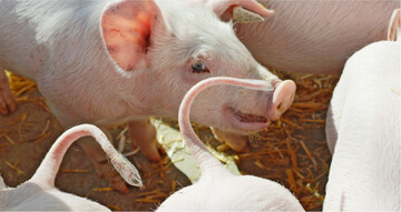 Das neue EIP-Projekt GenEthisch" will Zuchtmerkmale f�r Langschwanzschweine entwickeln und auf diese Weise das Halten unkupierter Schweine unterst�tzen.