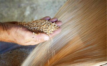 Die Hoffnung auf bald m�gliche Handelskorridore f�r Getreide und �lsaaten aus der Ukraine lie� deren Preise in der ersten Julih�lfte zur�ckgehen.