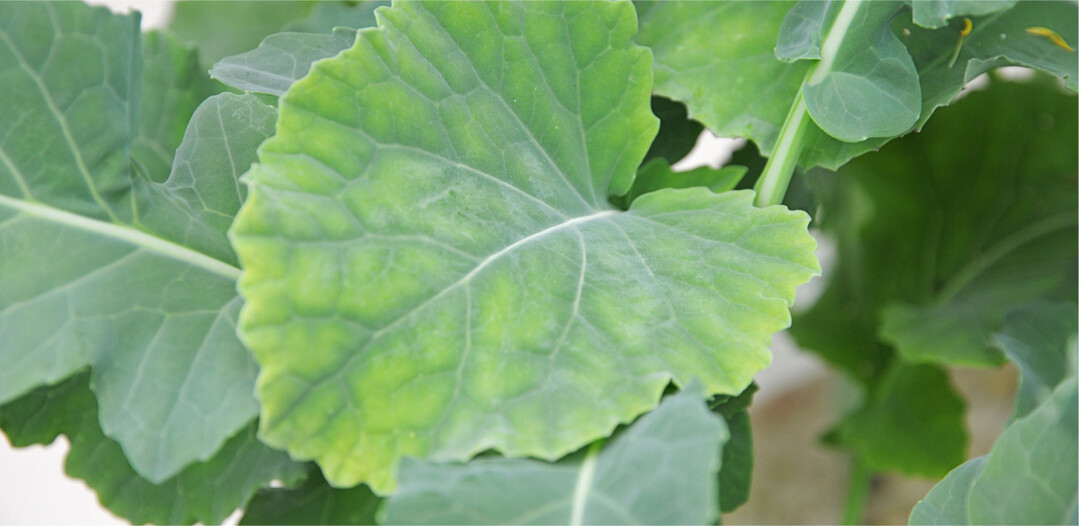 Ein Manganmangel tritt zun�chst an den j�ngeren Rapsbl�ttern auf.