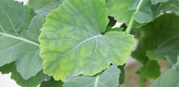 Ein Manganmangel tritt zunächst an den jüngeren Rapsblättern auf.