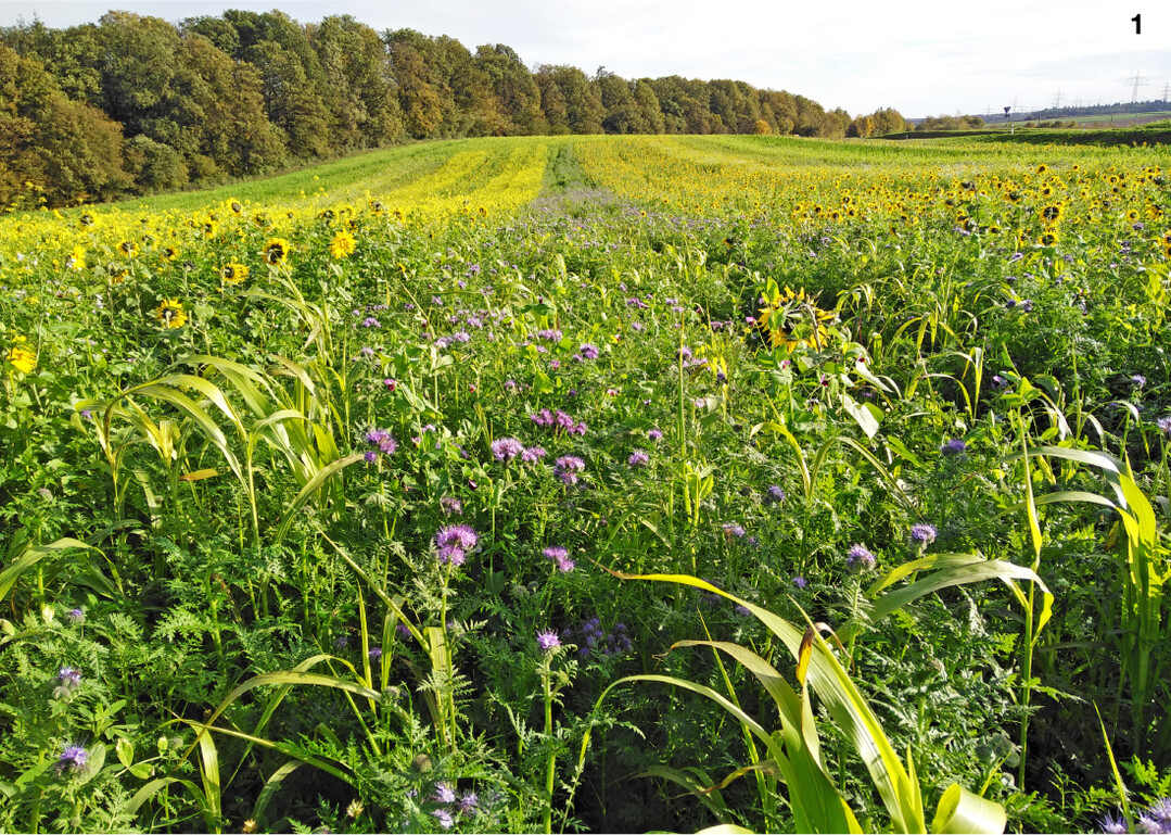 Zwischenfruchtmischungen sind eine wesentliche S�ule des konservierenden Ackerbaus � am besten mit vielen Komponenten.