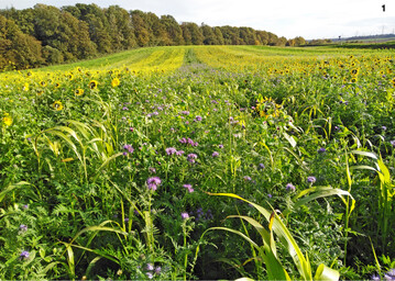 Zwischenfruchtmischungen sind eine wesentliche Säule des konservierenden Ackerbaus – am besten mit vielen Komponenten.