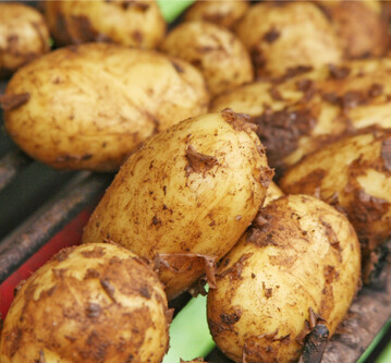 Gefährdete Bestände sollten zweimal die Woche geprüft werden.