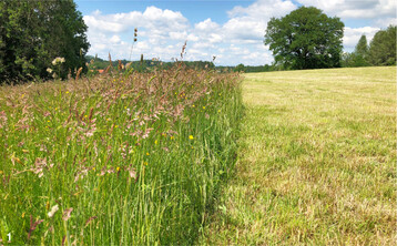 Alternierende Altgrasstreifen können Tagfaltern und Laufkäfern ein zusätzliches Blühangebot und weiteren Lebensraum bieten.