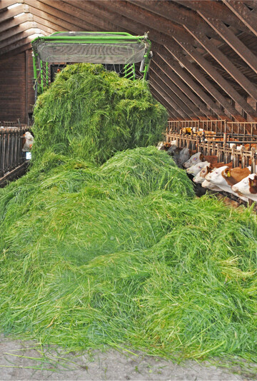 Das frische Futter wird im Normalfall zweimal am Tag vorgelegt. Ob nur einmal am Tag gemäht werden muss oder zweimal, hängt auch vom Wetter ab.