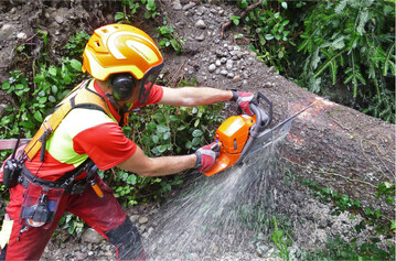 Der Trennschnitt am Wurzelteller wird mit ausgestreckten Armen durchgeführt. Achtung: Der Wurzelteller klappt plötzlich zurück.