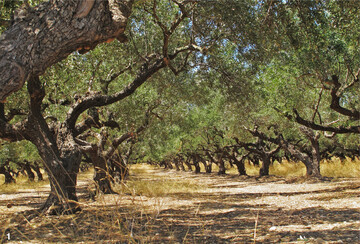 1 Ein Olivenhain wie dieser wächst bei unserer Witterung nicht, aber optisch Ähnliches.