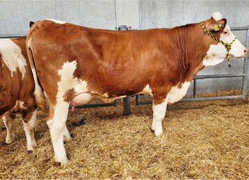 Diese Spartacus-Tochter von der Kuppler/Weidenbacher GbR aus Schrozberg-Reupoldsrot leistete 37,7 kg Milch und erl�ste 2700 Euro.�Sie war an diesem Tag die mit Abstand kompletteste Jungkuh.