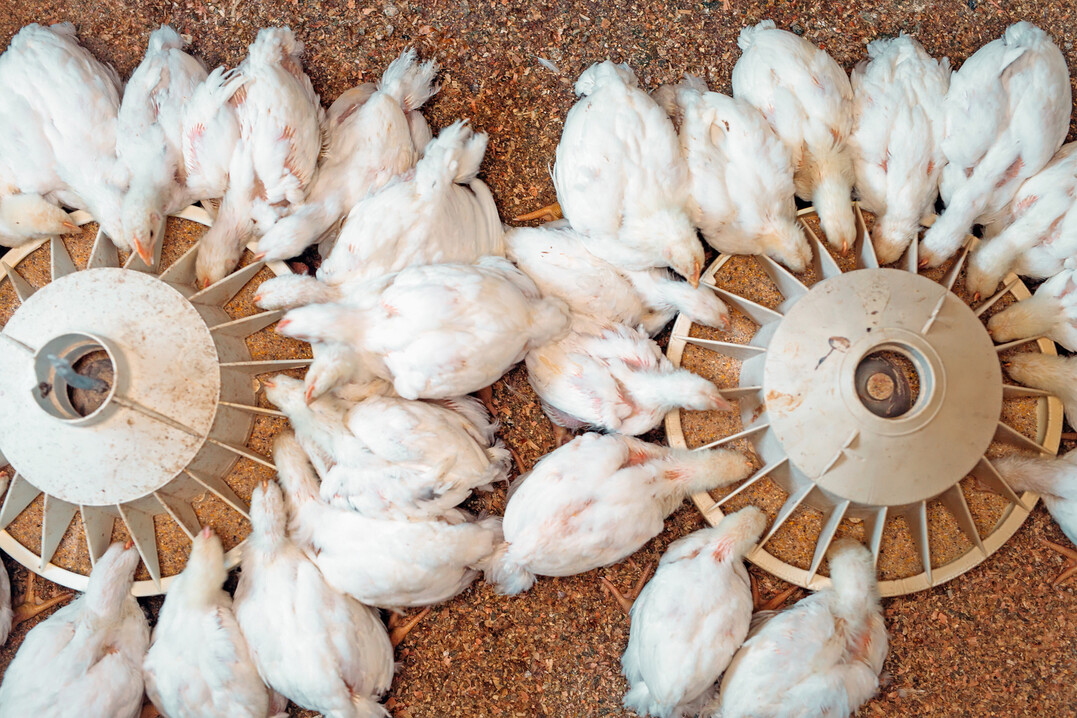 Das neue DGS Sonderheft bietet Gefl�gelhaltern wertvolle Informationen zur optimalen F�tterungsstrategie.